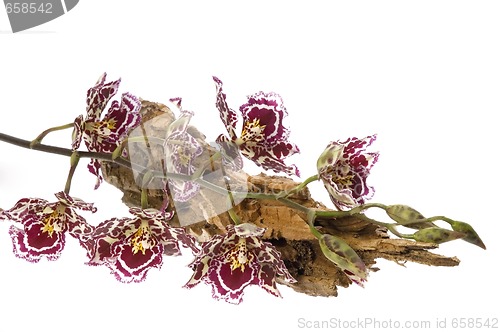 Image of oriental orchid