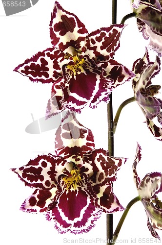 Image of oriental orchid