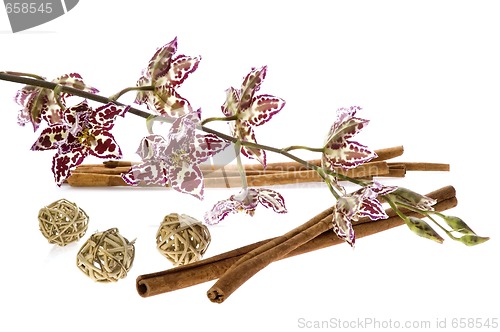 Image of oriental orchid