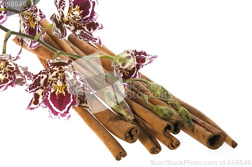 Image of oriental orchid