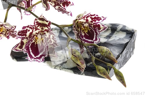 Image of oriental orchid
