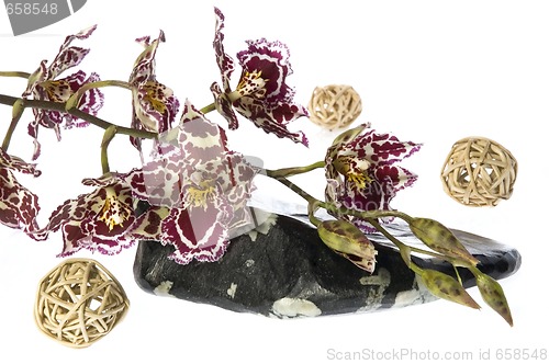 Image of oriental orchid