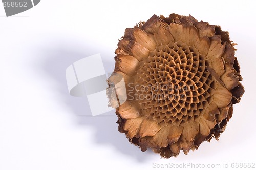 Image of dry flower