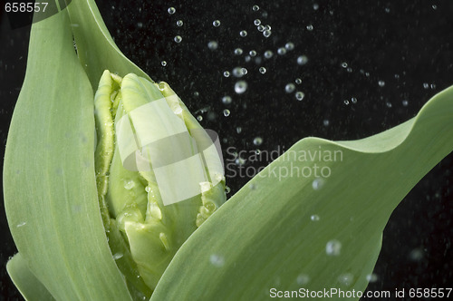 Image of rain and tulip