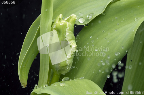 Image of rain and tulip