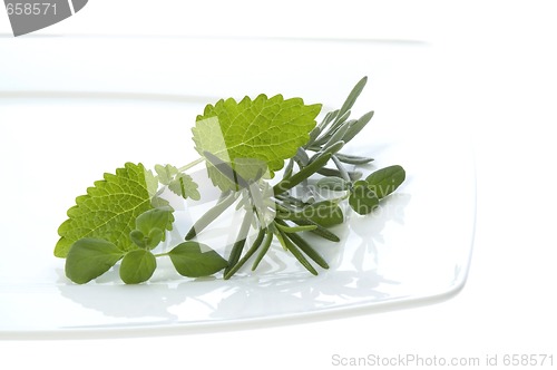 Image of fresh herbs. rosemary and lemon balm