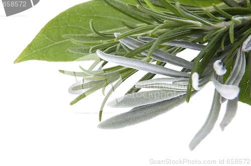 Image of fresh herbs. bay leaves, lavender, rosemary