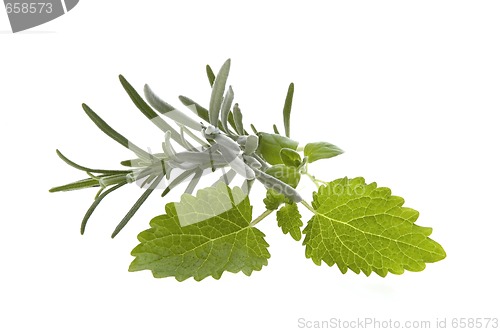 Image of fresh herbs. rosemary and lemon balm