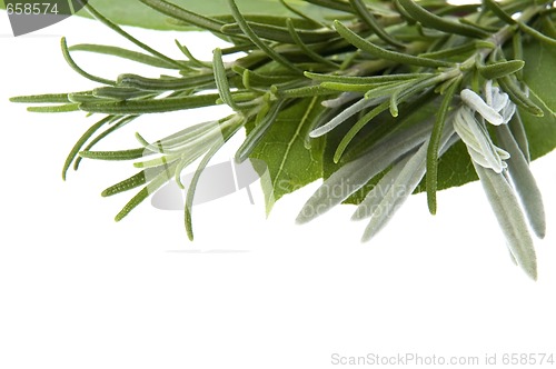 Image of fresh herbs. bay leaves, lavender, rosemary