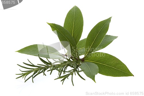 Image of fresh herbs. bay leaves, lavender, rosemary