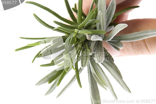 Image of fresh herbs. rosemary and lavender
