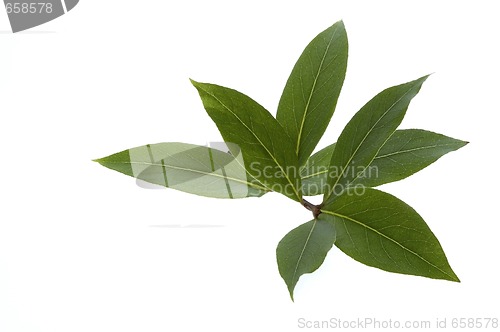 Image of fresh herbs. bay leaves