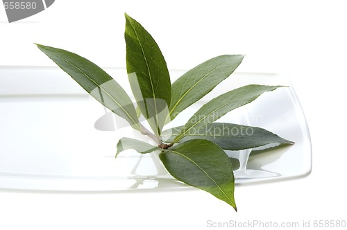 Image of fresh herbs. bay leaves