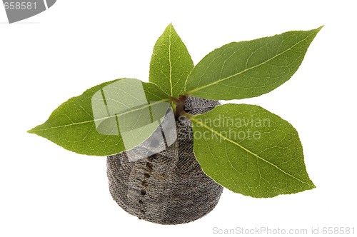 Image of fresh herbs. bay leaves