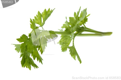 Image of fresh herbs. parsley