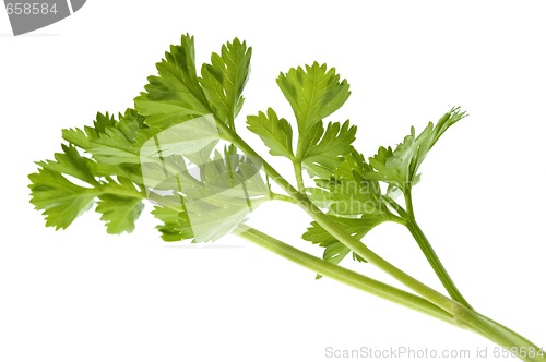 Image of fresh herbs. parsley