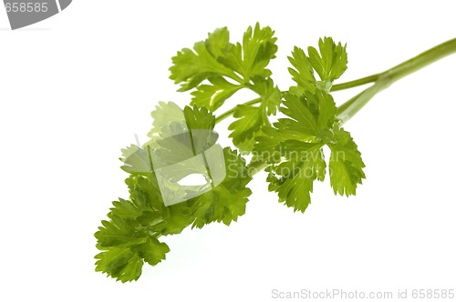 Image of fresh herbs. parsley