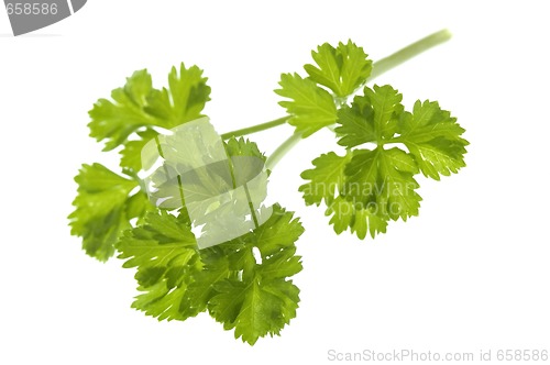 Image of fresh herbs. parsley