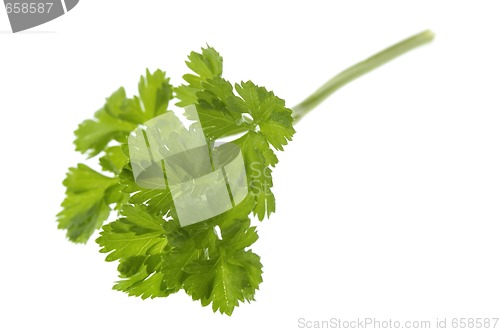 Image of fresh herbs. parsley