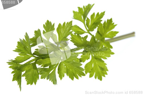 Image of fresh herbs. parsley