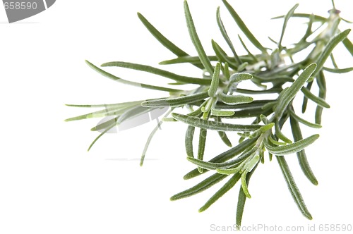 Image of fresh herbs and spices. isolated on the white background