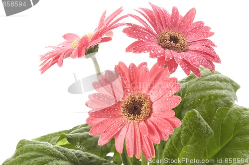 Image of spring flowers