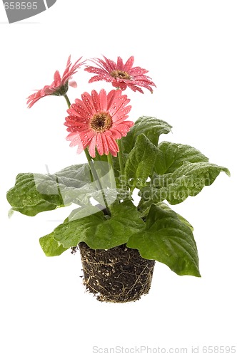 Image of spring flowers with root system