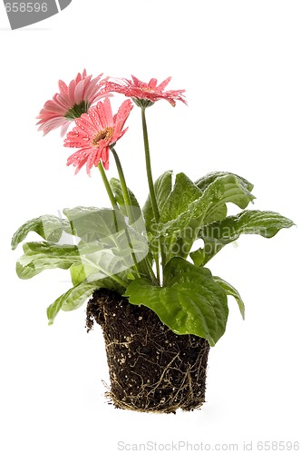 Image of spring flowers with root system