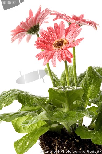 Image of spring flowers with root system