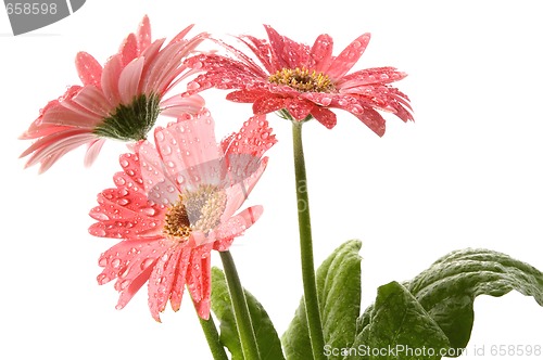 Image of spring flowers