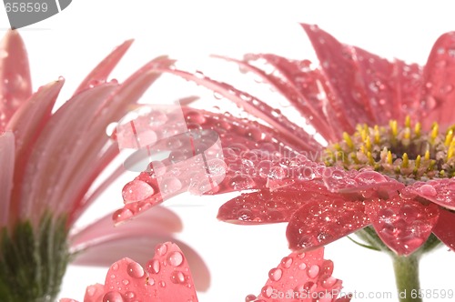 Image of spring flowers