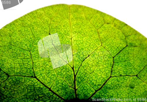 Image of Toned leaf