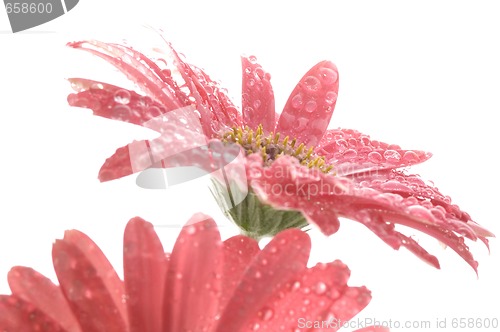 Image of spring flowers