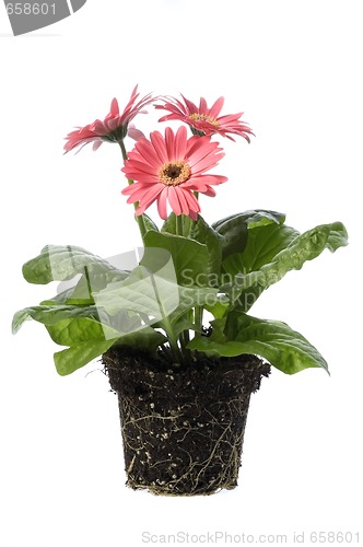 Image of spring flowers with root system