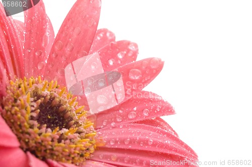 Image of spring flowers