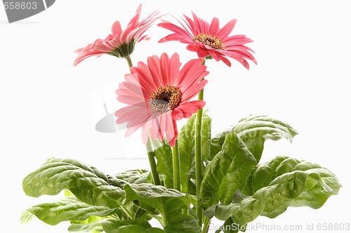 Image of spring flowers