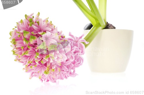 Image of pink hyacinth isolated on the white background
