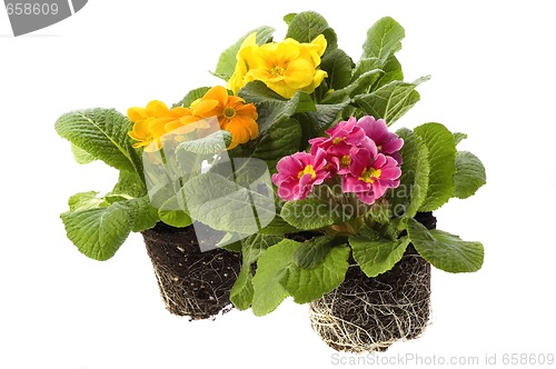 Image of spring flowers with root system