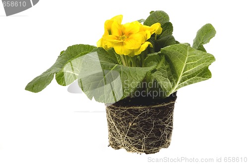 Image of spring flowers with root system