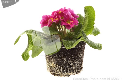 Image of spring flowers with root system