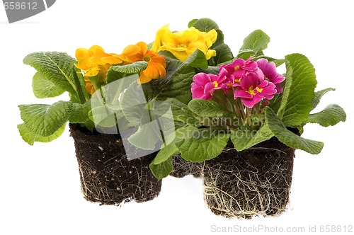 Image of spring flowers with root system