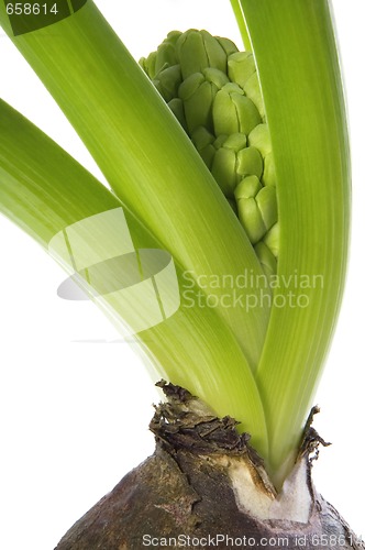 Image of hyacinth with soil and root system isolated on the white backgro