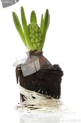 Image of hyacinth with soil and root system isolated on the white backgro