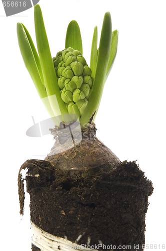 Image of hyacinth with soil and root system isolated on the white backgro