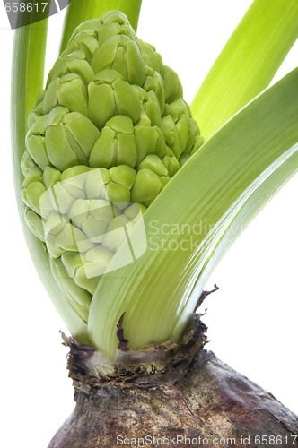 Image of hyacinth with soil and root system isolated on the white backgro