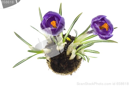 Image of spring flowers with root system