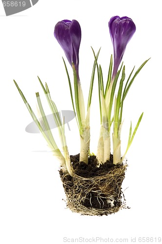 Image of spring flowers with root system