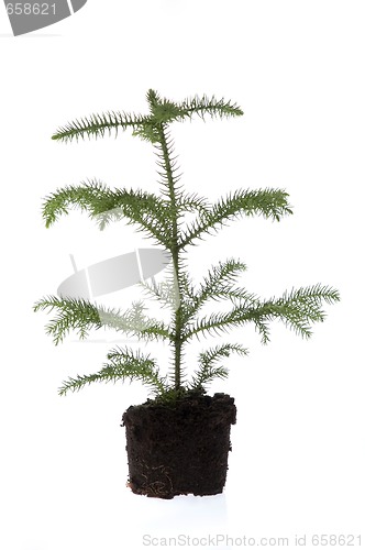 Image of Growing araucaria pine in soil