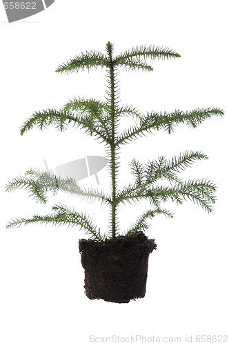 Image of Growing araucaria pine in soil