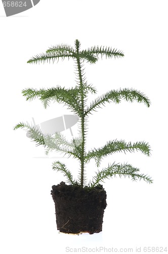 Image of Growing araucaria pine in soil